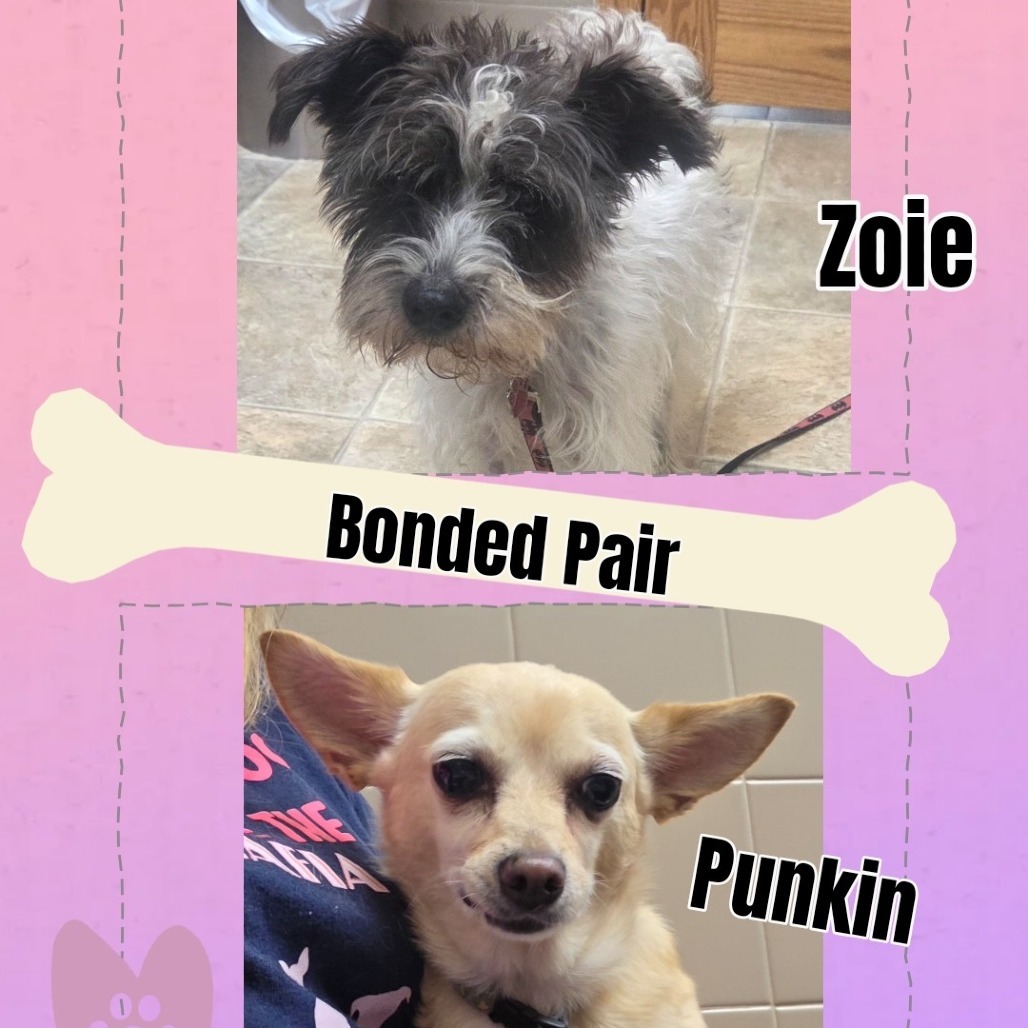 Zoie and Punkin