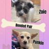 Zoie and Punkin photo 1