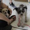 Zoie and Punkin photo 6