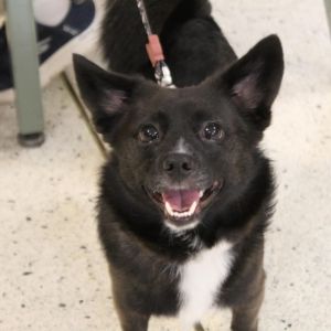 Shadow, Adult Male Mixed Breed