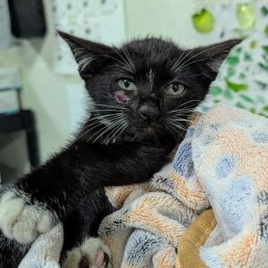 DOOLITTLE, Baby Male Domestic Short Hair