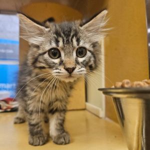 Thalissa, Young Female Domestic Medium Hair