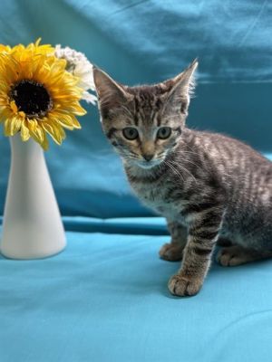 SALLY, Baby Female Domestic Short Hair