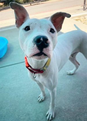ROYAL, Young Male Pit Bull Terrier