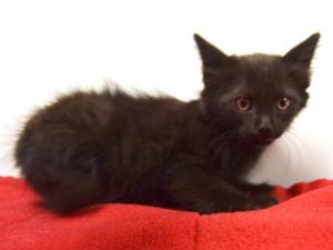 KONA, Baby Female Domestic Medium Hair