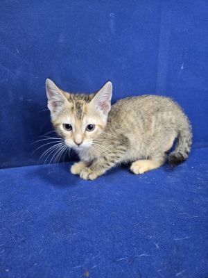 Flat Earth, Baby Female American Shorthair