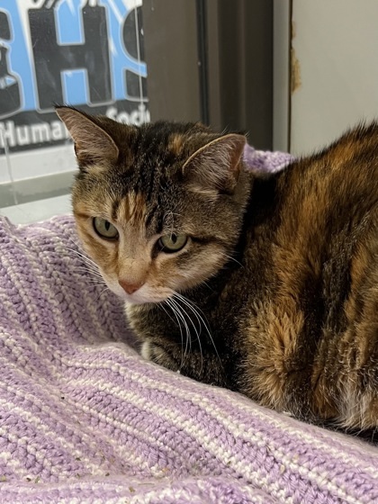 Athena, an adoptable Domestic Short Hair in Durango, CO, 81301 | Photo Image 1