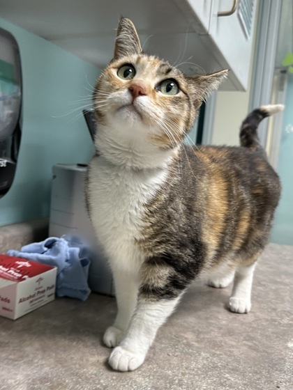 Athena, an adoptable Domestic Short Hair in Durango, CO, 81301 | Photo Image 2