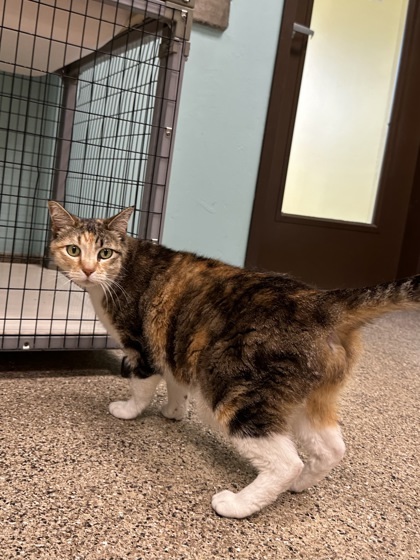 Athena, an adoptable Domestic Short Hair in Durango, CO, 81301 | Photo Image 3