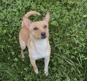 Tito, Young Male Terrier