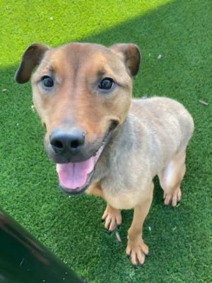 Trevor, Baby Male Mixed Breed