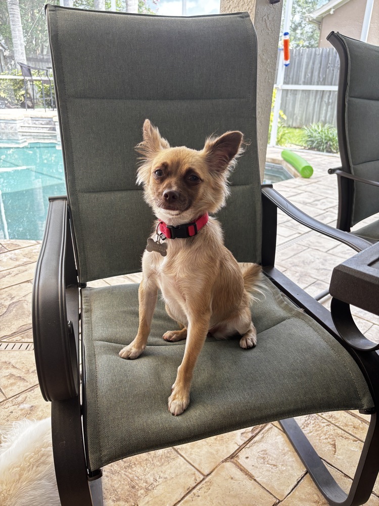 Rayza, an adoptable Chihuahua, Papillon in St. Petersburg, FL, 33732 | Photo Image 1