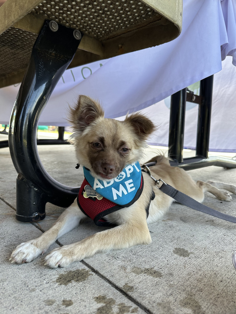 Rayza, an adoptable Chihuahua, Papillon in St. Petersburg, FL, 33732 | Photo Image 3