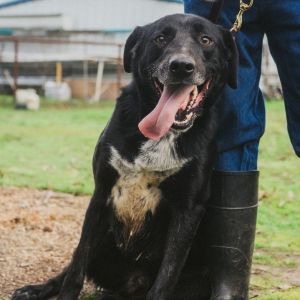 Buddy, Young Male Border Collie