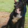 Buddy photo 2