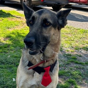Pongo, Adult Male German Shepherd Dog