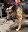 Pongo photo 2