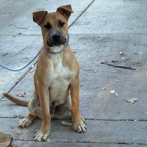 Baloo, Young Male Mixed Breed