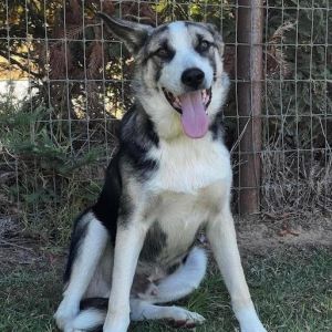 Billie the Kid, Young Male German Shepherd Dog