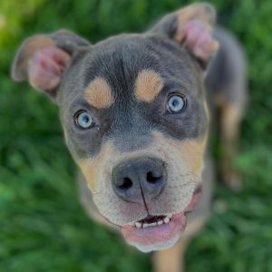 Margot, Young Female Pit Bull Terrier