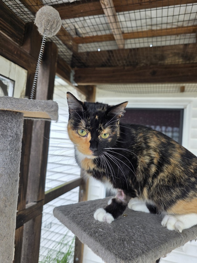 Patches Kitty