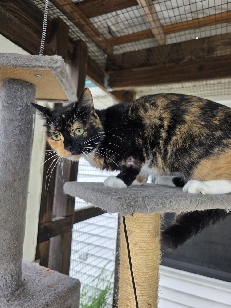 Patches Kitty