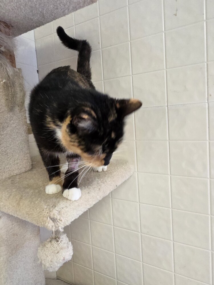 Patches Kitty