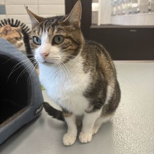 Tippy Domestic Short Hair Cat