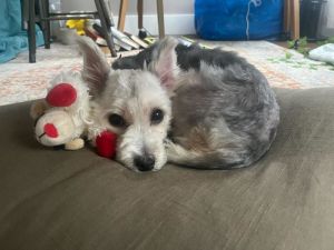 MEET TINSEL Tinsel is a gentle soulful 6-year-old lady who is slowly learning how to be a dog and i