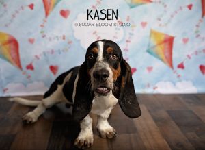 Kasen, Baby Male Basset Hound