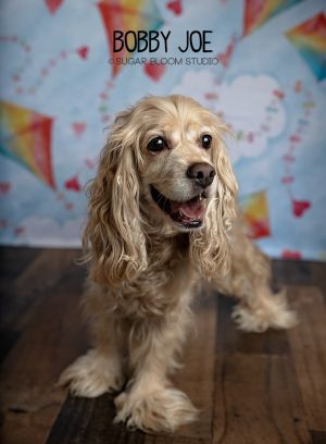 Bobby Joe, Senior Female Cocker Spaniel