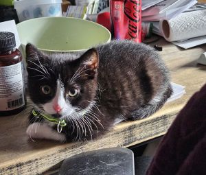 Snowflake, Young Male Domestic Short Hair