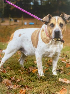 Cliff, Adult Male Australian Cattle Dog / Blue Heeler