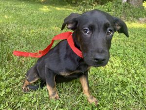 Baby, Young Female Mountain Cur