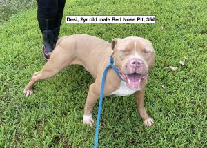 Desi, Young Male Pit Bull Terrier
