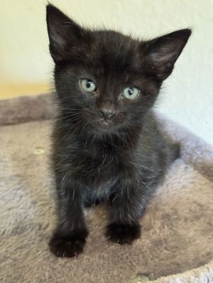Morty, Young Male Domestic Short Hair