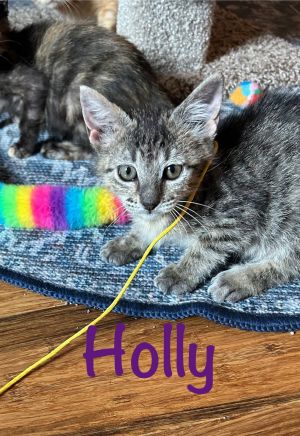 Holly, Baby Female unknown