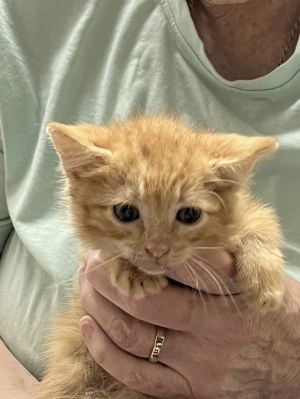 Rusty, Baby Male unknown