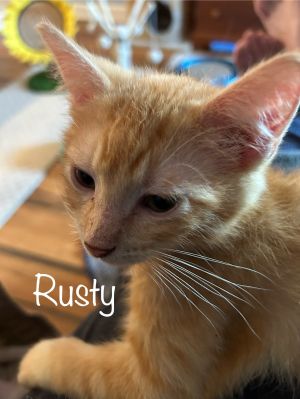 Rusty, Baby Male unknown