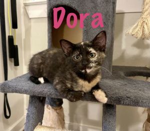 Dora, Baby Female unknown