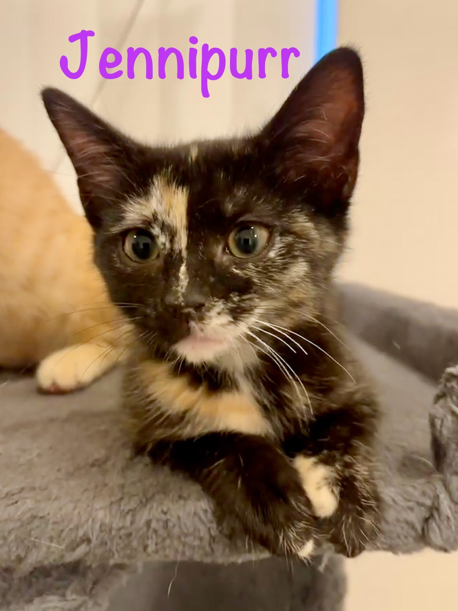 Jennipurr
