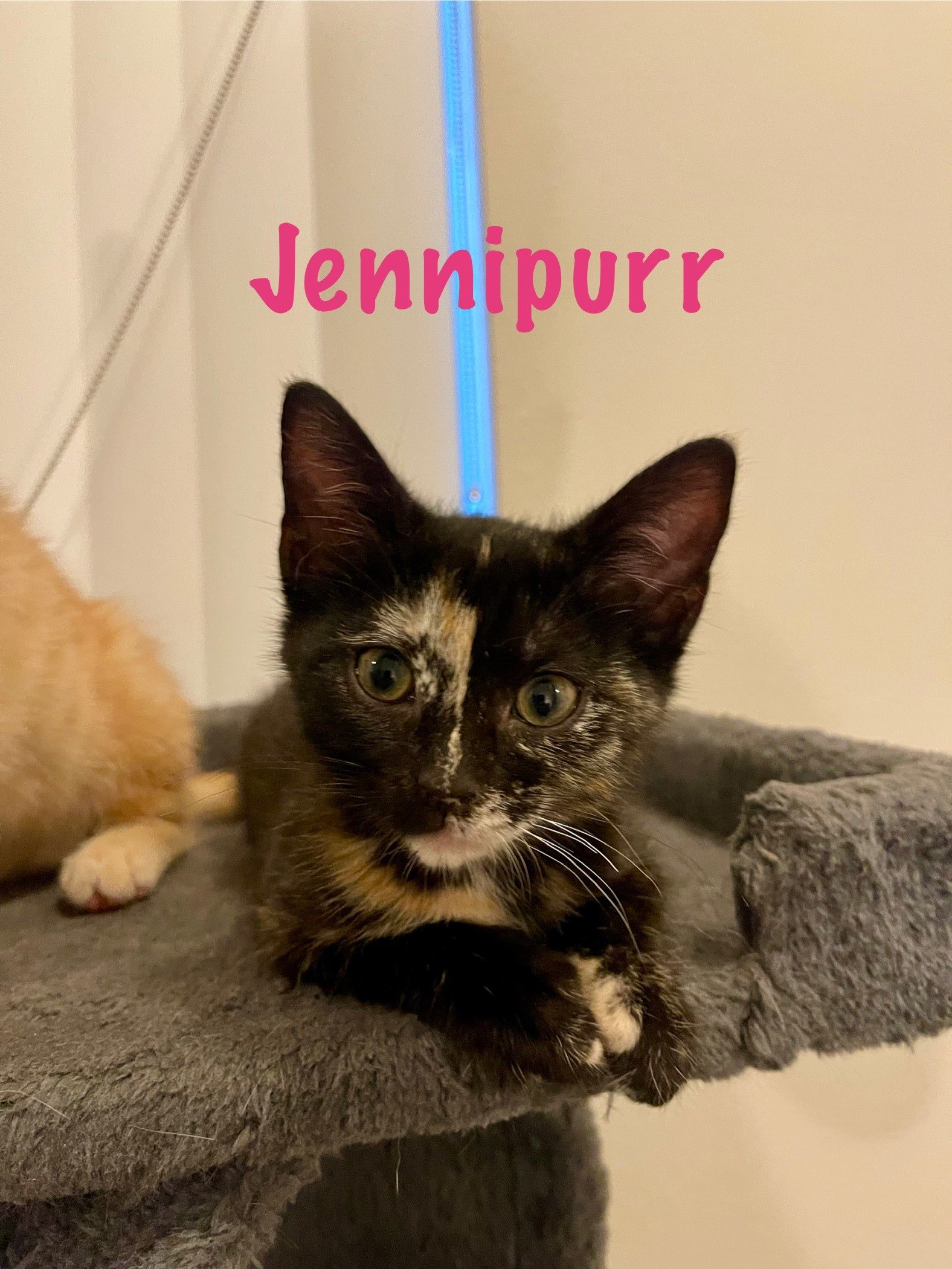 Jennipurr