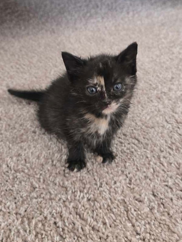 Jennipurr