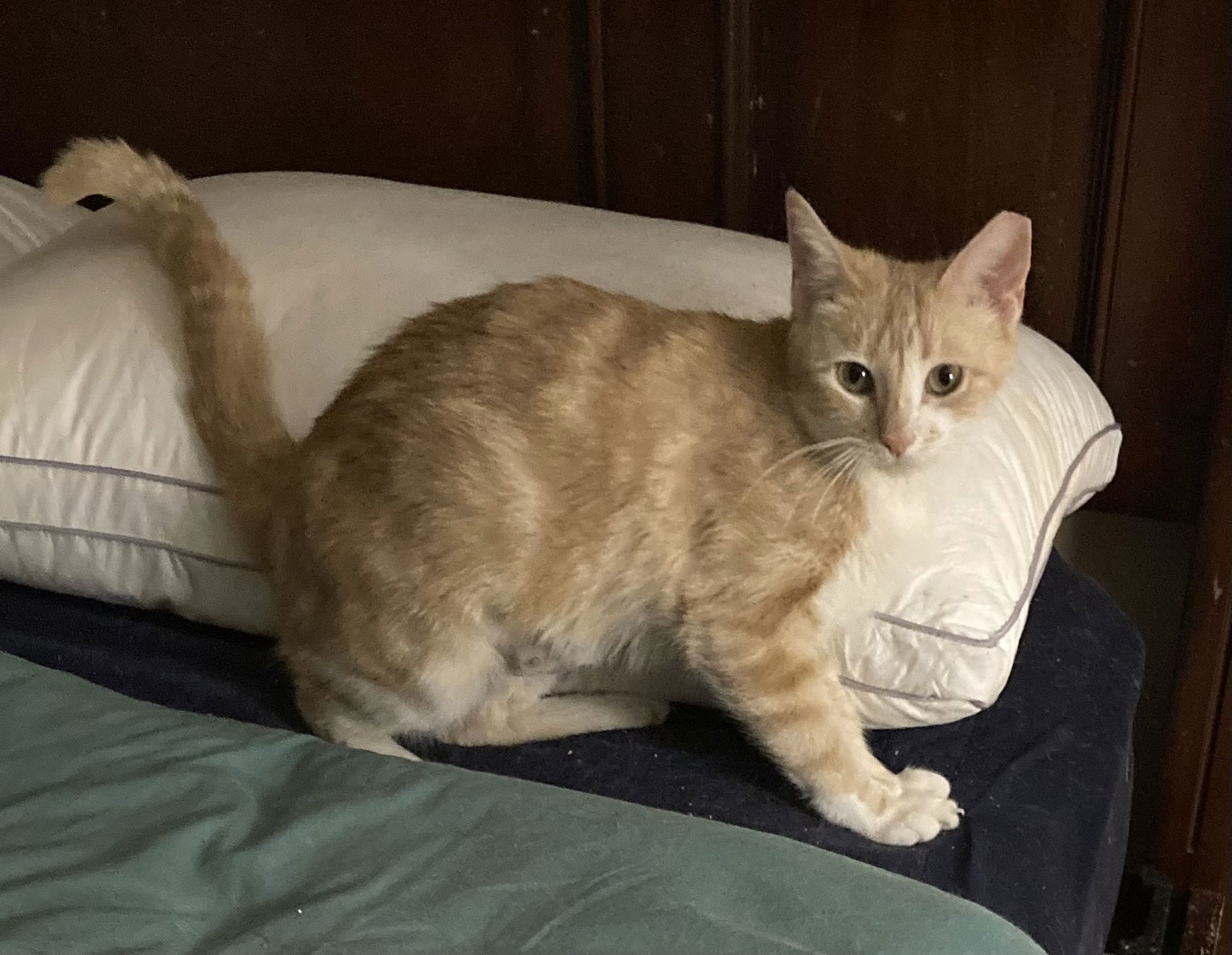 Ginger