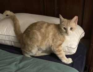 Ginger, Adult Female unknown