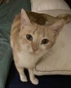Ginger photo 3