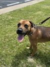 Roscoe photo 1