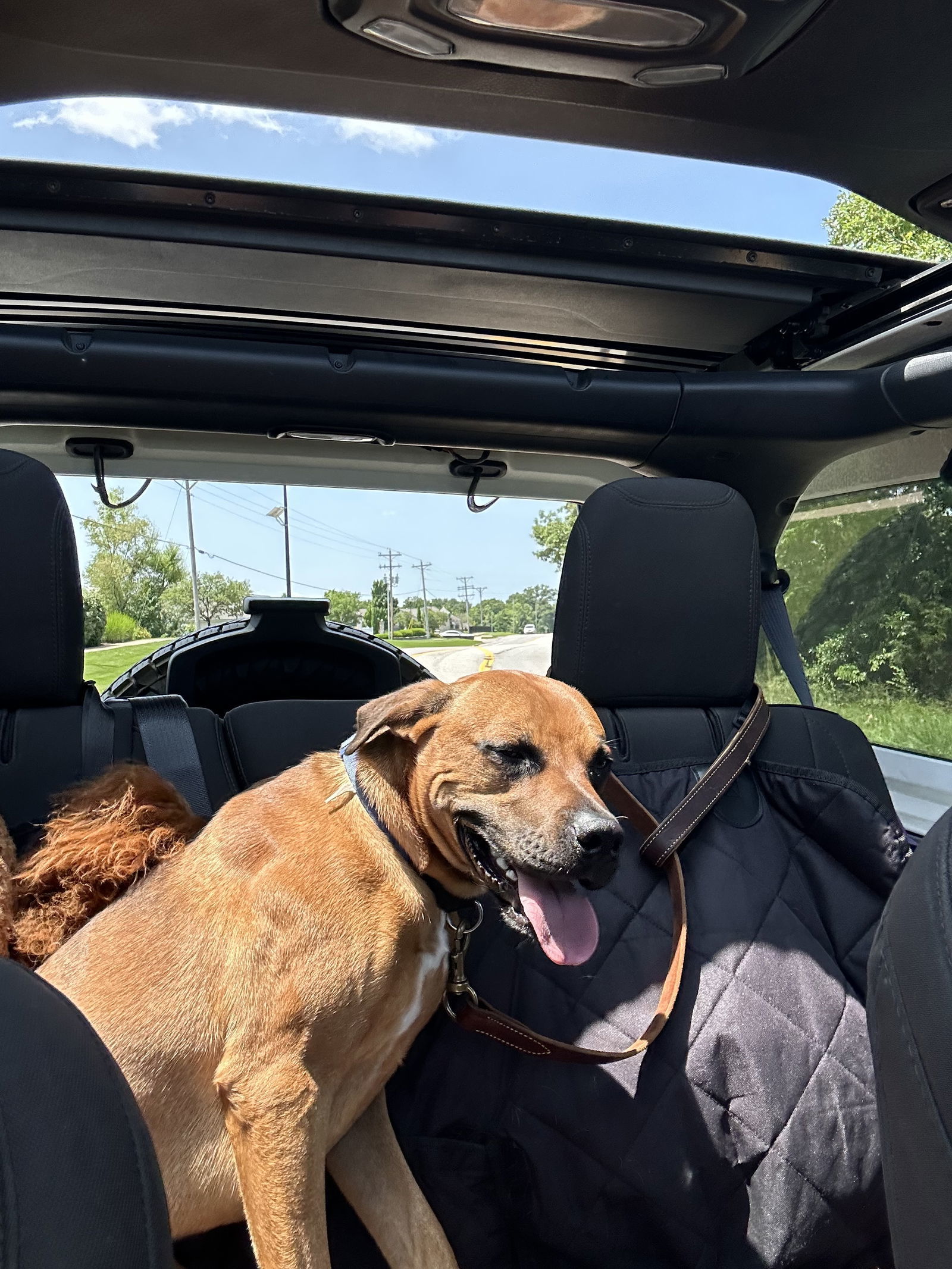 Roscoe- courtesy post