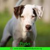 Piglet photo 1