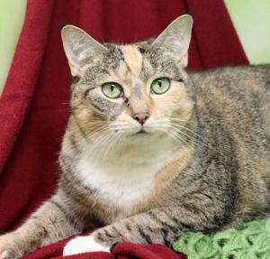 Kitty, Senior Female Domestic Short Hair